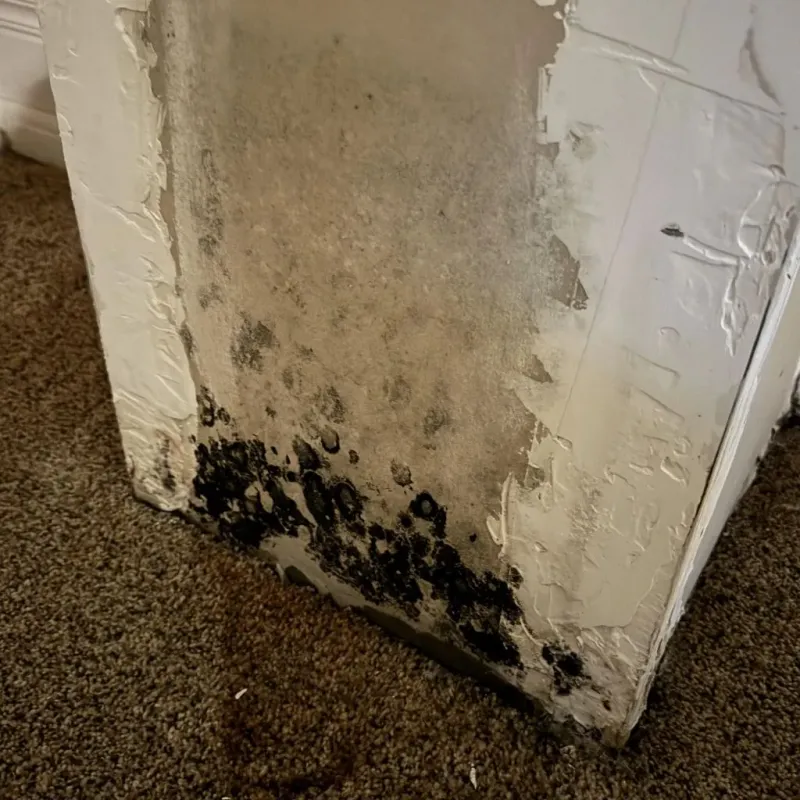 Professional Mold Removal in Raynham, MA